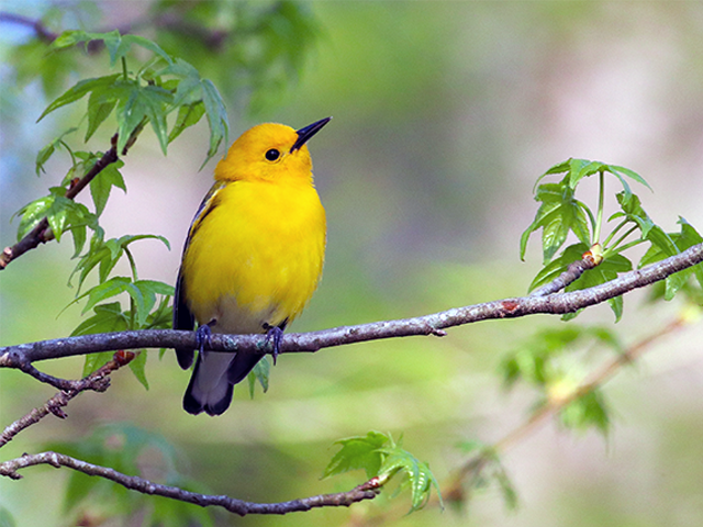Prothonotary Warbler by Martina Nordstrand